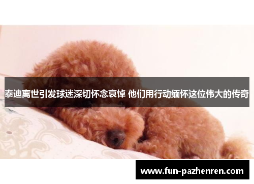 泰迪离世引发球迷深切怀念哀悼 他们用行动缅怀这位伟大的传奇 泰迪离世引发球迷深切怀念哀悼 他们用行动缅怀这位伟大的传奇